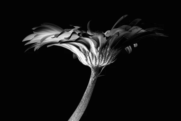 Gerber flower — Stock Photo, Image