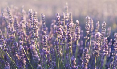 Provence 'deki lavanta tarlası