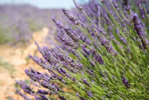 Cespuglio di lavanda in Provenza — Foto Stock