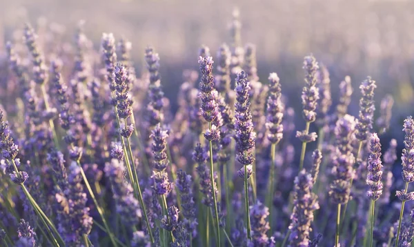 Lavendelfält i Provence — Stockfoto