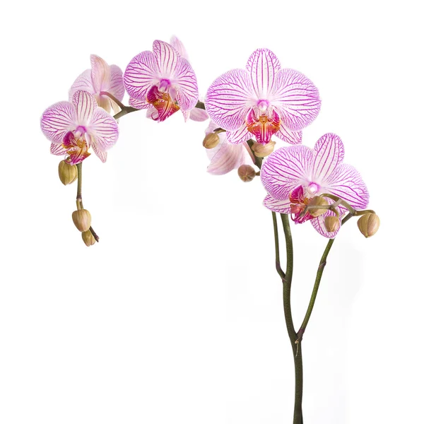 Pink orchid flowers — Stock Photo, Image