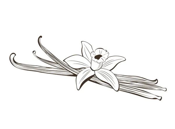 Ręcznie rysowane strąki i kwiat wanilii — Wektor stockowy