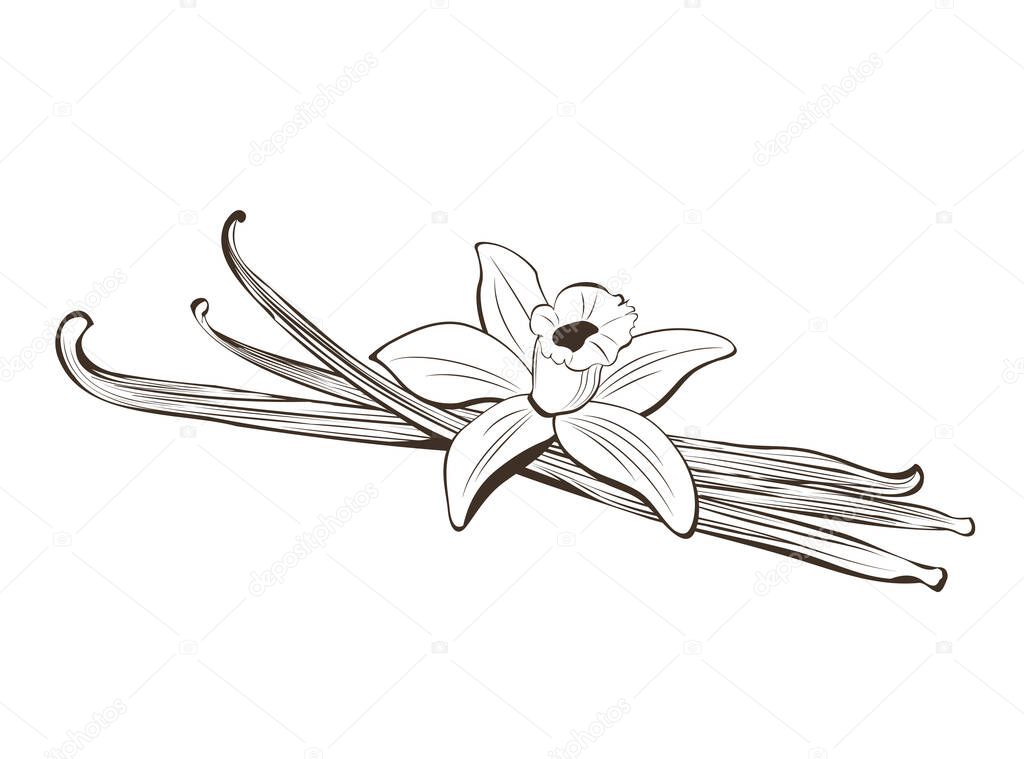Hand drawn vanilla pods and flower. Vector illustration in sketch style