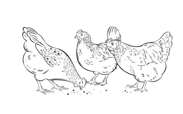 Pollos Domésticos Picotean Grano Ilustración Vectorial Dibujada Mano Sobre Fondo — Archivo Imágenes Vectoriales