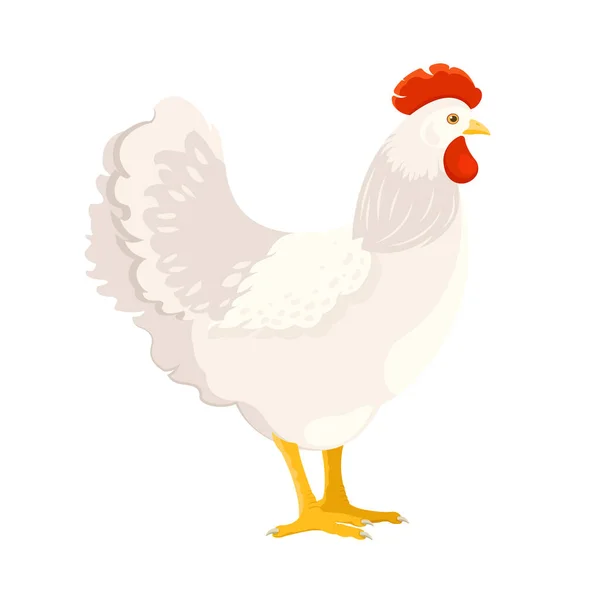 Pollo blanco adulto sobre fondo blanco — Vector de stock