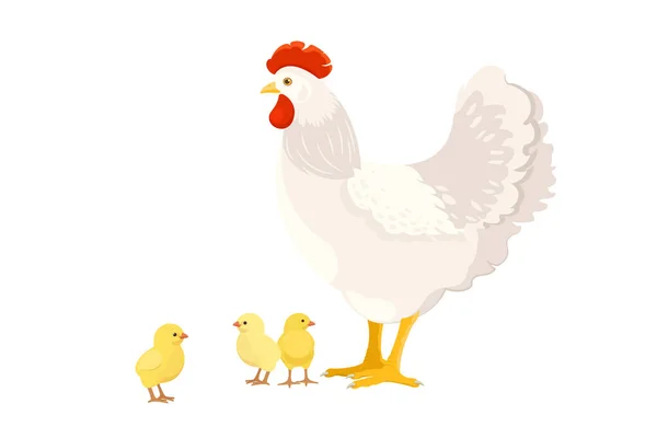 Witte Kip Met Kuikens Witte Achtergrond Huisvogels Vectorillustratie — Stockvector