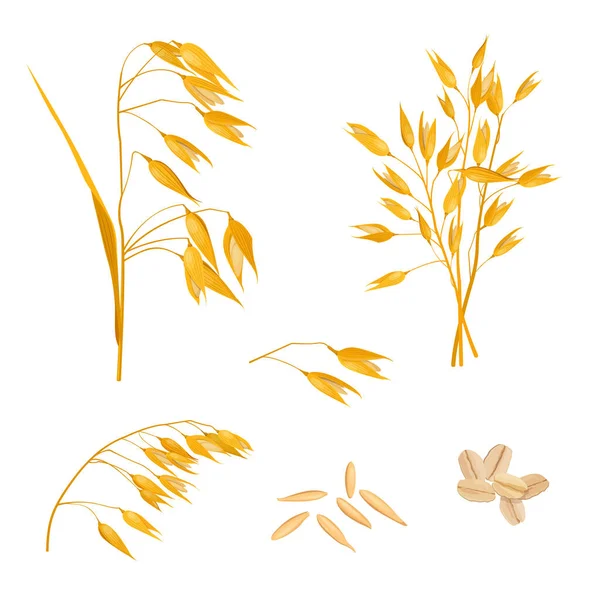 Avoine Tiges Grains Flocons Avoine Sur Fond Blanc Illustration Vectorielle — Image vectorielle