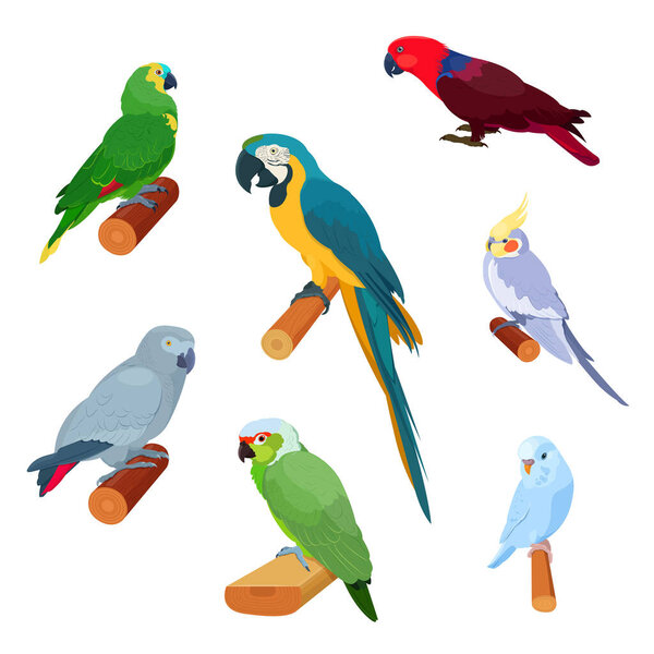 Set of exotic parrots of different types