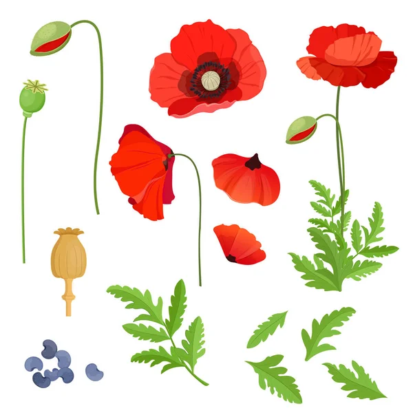 Parts Of The Poppy Flower — Stockvector