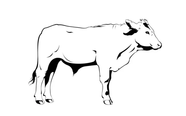 Lineaire Schets Van Een Stier Zijaanzicht Design Element Voor Logo — Stockvector