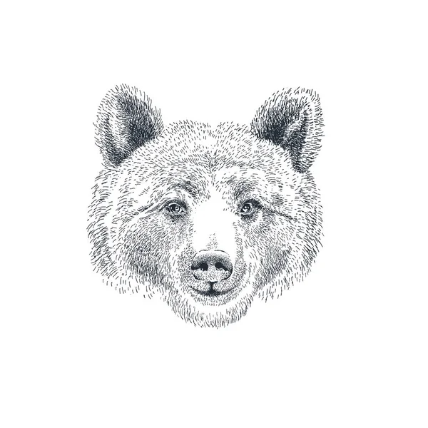 Hand Drawn Bear Head Brown Bear Portrait Vector Illustration — Vector de stock