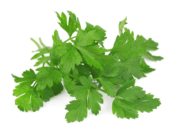 Branch of fragrant fresh parsley — Stock Photo, Image