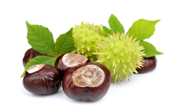 Groups of chestnut