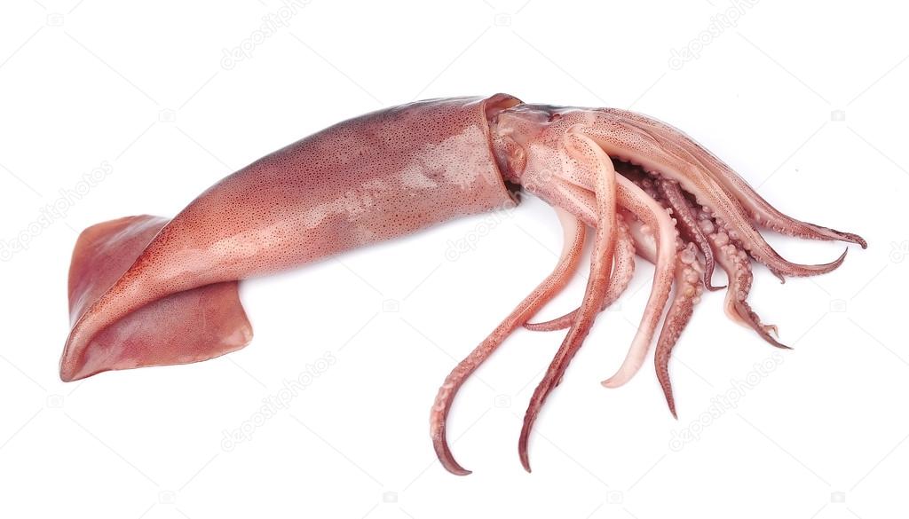 Nice fresh squid