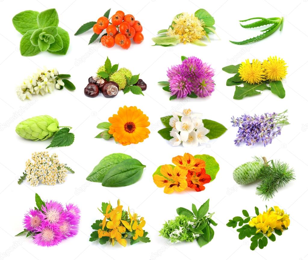 Collection of herbs and flowers