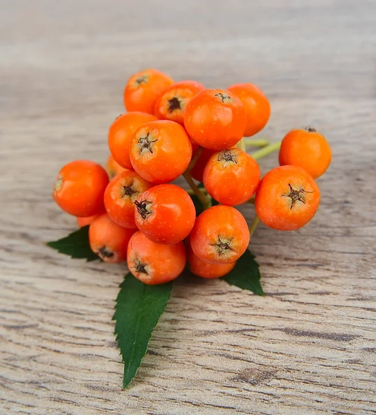 Bos van rode rowan — Stockfoto