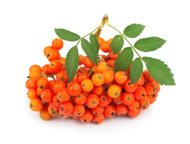 Ash-berry yakın çekim