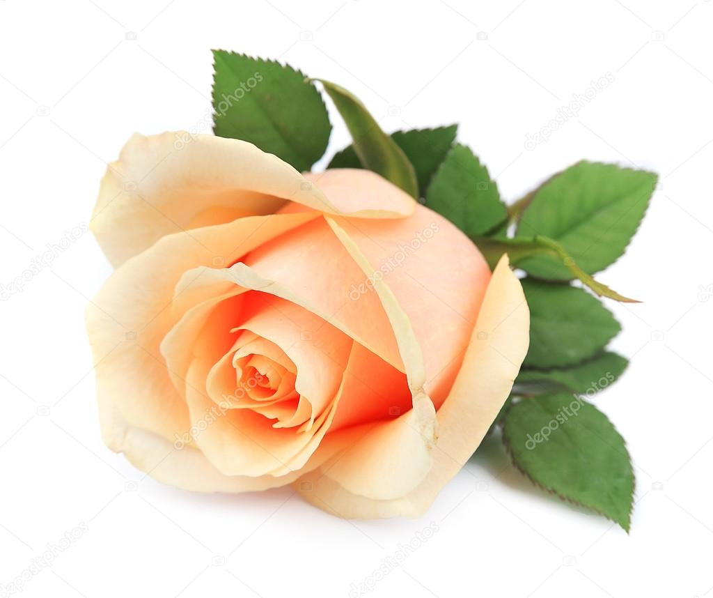 Beautiful orange rose Stock Photo by ©margo555 14263277