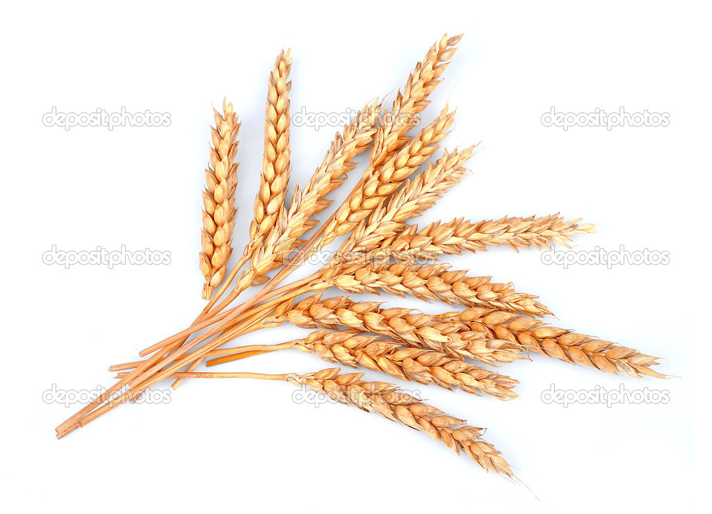 Wheat bunch