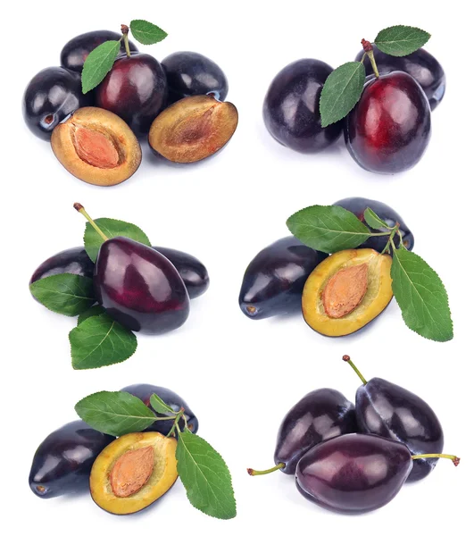 Collage de prunes fraîches — Photo