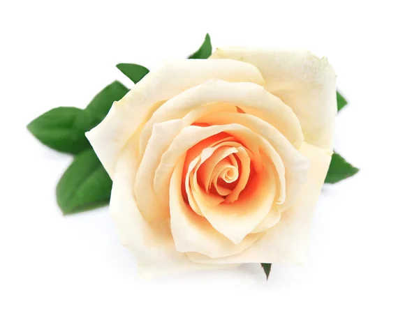 Single rose — Stock Photo, Image