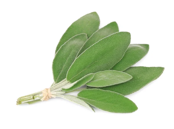 Sage leaves — Stock Photo, Image