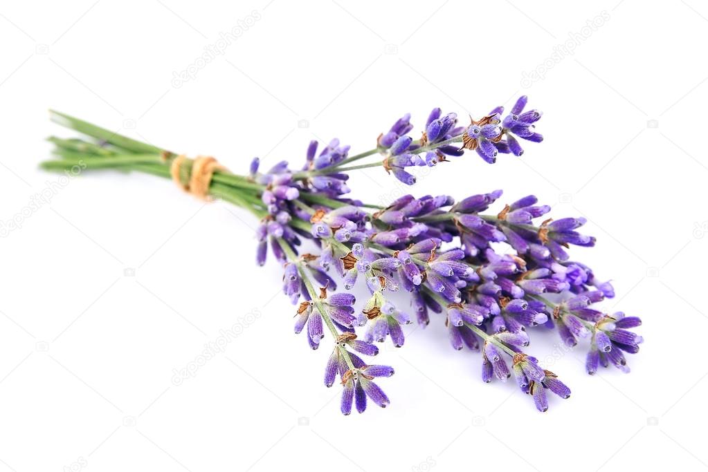 Fragrant lavenders