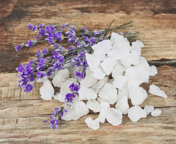 Färsk lavendel — Stockfoto