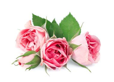 Bir buket pembe gül.