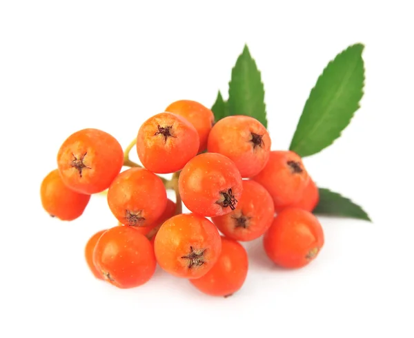 Bunch of red rowan berry — Stock Photo, Image