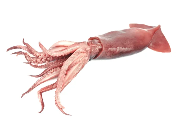 Nice fresh squid — Stock Photo, Image