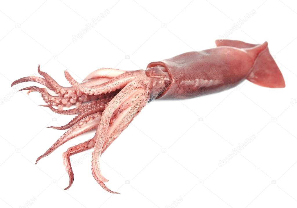 Nice fresh squid