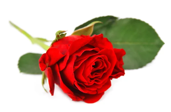 Red rose — Stock Photo, Image