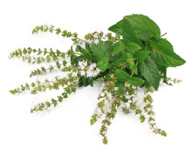 çiçek açması nane