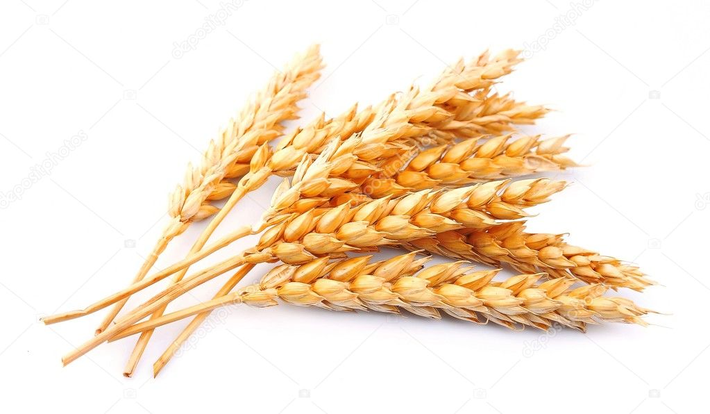 Wheat isolated