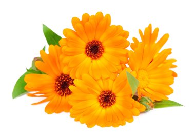 Marigold çiçek
