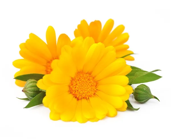 Calendula fiore — Foto Stock