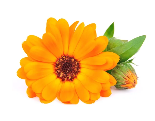 Calendula virág — Stock Fotó