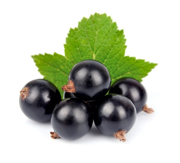 Schwarze Johannisbeeren — Stockfoto