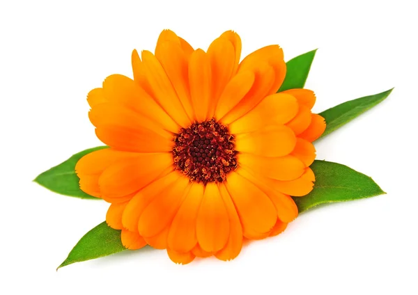 Single marigold flower — Stock Photo, Image