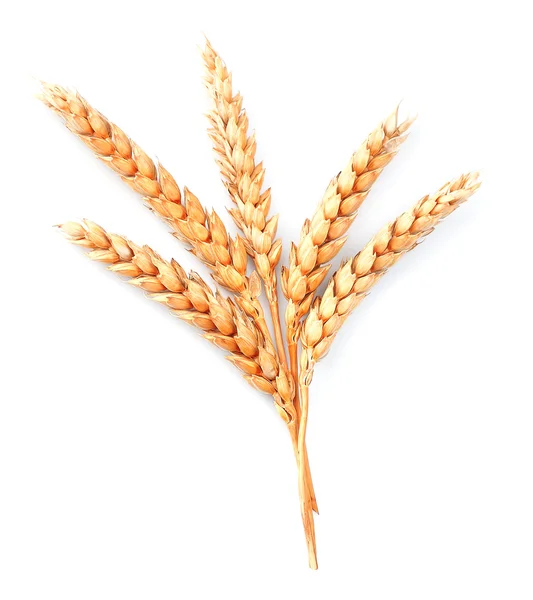 小麦の分離 — ストック写真
