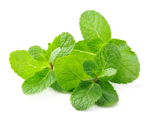 Mint leaf — Stock Photo, Image