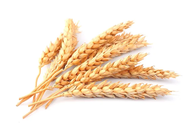 Wheat isolated — Stock Image Wheat isolated Stock Photo