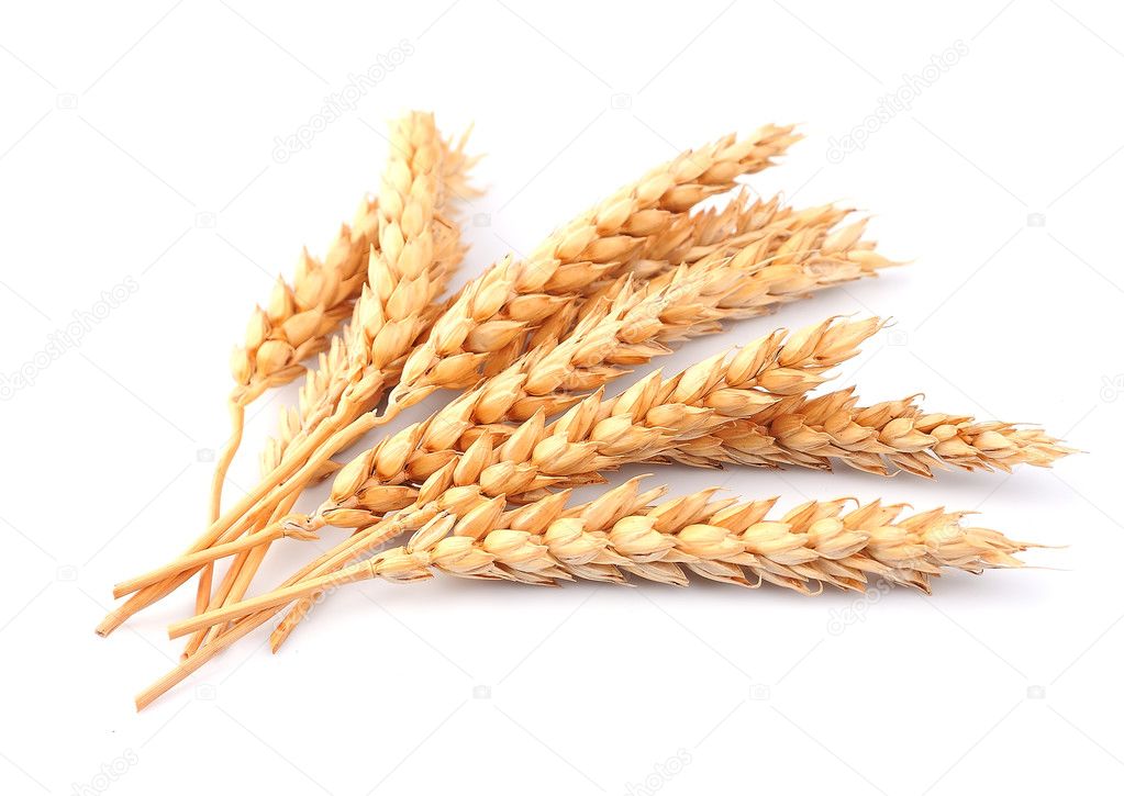 Wheat isolated