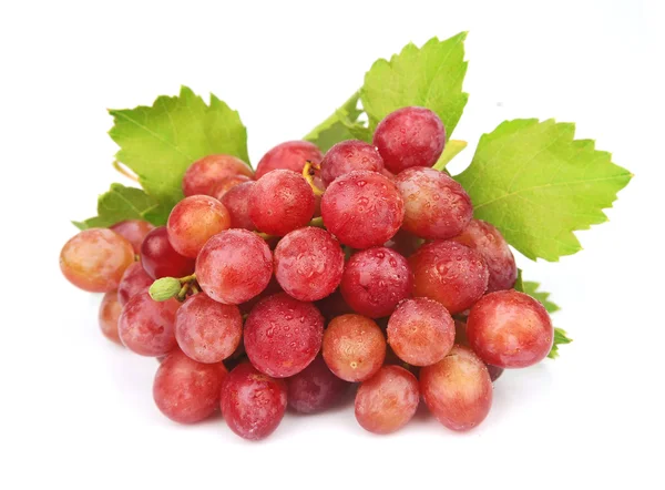 Frutas maduras de uva — Foto de Stock
