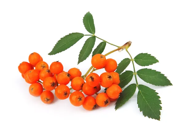 Bunch of red rowan berry — Stock Photo, Image