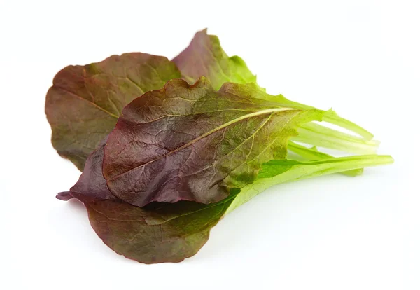 Ensalada de lechuga aislada — Foto de Stock