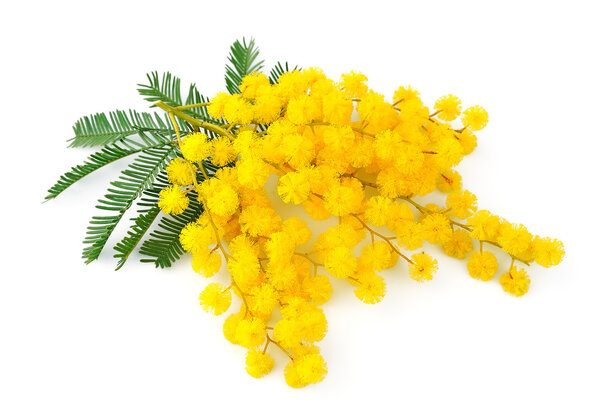 Twig of mimosa flowers