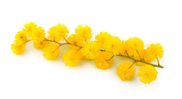 Ramoscello di fiori di mimosa — Foto Stock