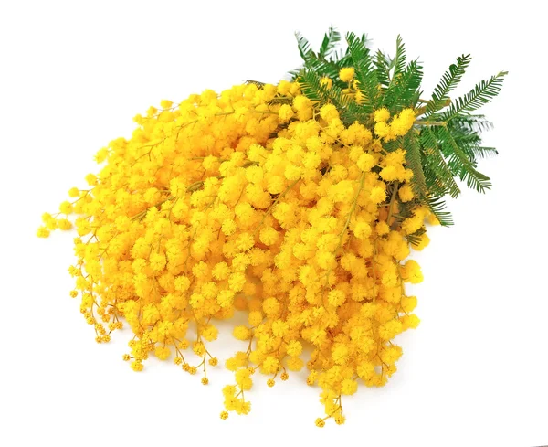 Twig of mimosa flowers — Stock Photo, Image